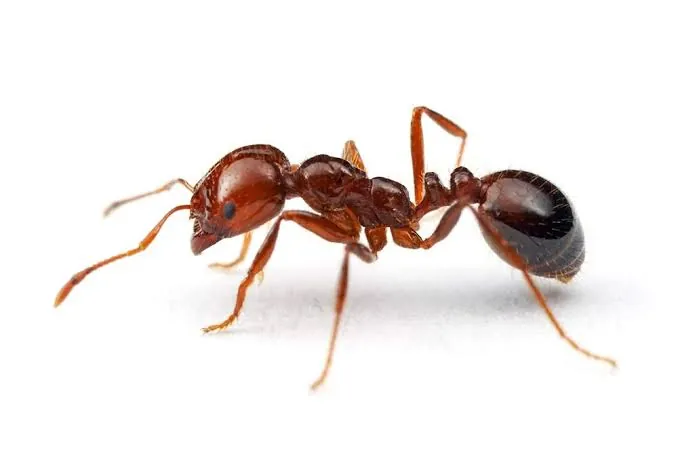 Red Imported Fire Ant